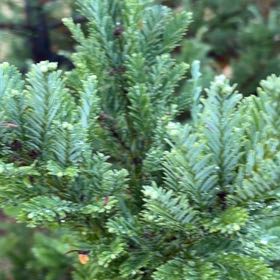 Photo of the plant species Redwood by @RealAgboy32 named Lola on Greg, the plant care app