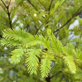 Photo of the plant species Dawn Redwood by @RealAgboy32 named Figyonce on Greg, the plant care app