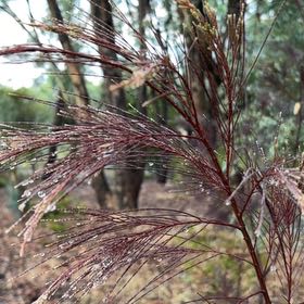 Photo of the plant species Beach Sheoak by @RealAgboy32 named Delilah on Greg, the plant care app
