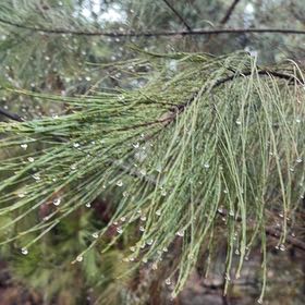 Photo of the plant species Beach Sheoak by @RealAgboy32 named Kardashian on Greg, the plant care app