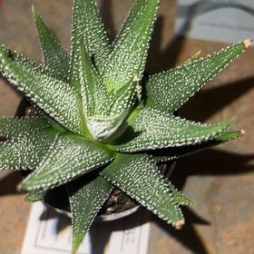 Photo of the plant species Haworthia attenuata 'Concolor' by @VipTomato69 named Mando on Greg, the plant care app