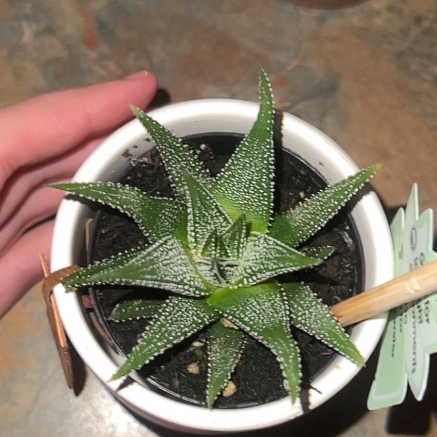 Photo of the plant species White Haworthia by @VipTomato69 named Willow on Greg, the plant care app