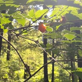 Photo of the plant species Salmonberry by @RadRimu94 named Treeyoncé on Greg, the plant care app
