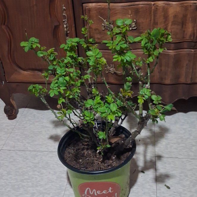 Photo of the plant species Knock Out Petite Rose by @YernSeaorache79 named Hemingway on Greg, the plant care app