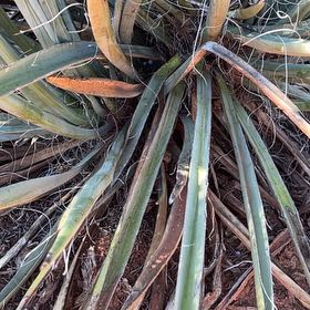 Photo of the plant species Banana Yucca by @LushRye98 named Forrest on Greg, the plant care app