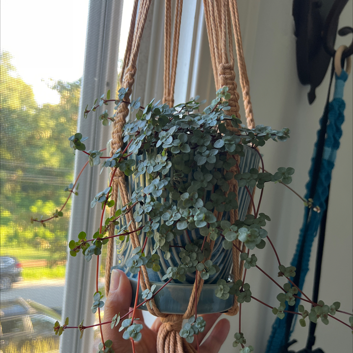 Pilea 'Silver Sparkle' plant in a hanging pot, appears healthy with silver-green leaves.