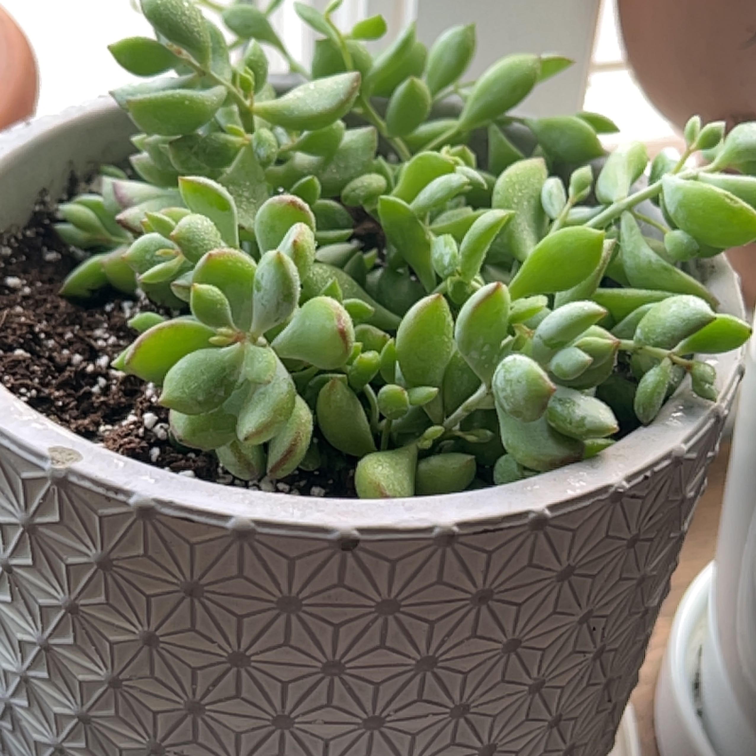 Photo of the plant species Cliff Cotyledon by @Mygreenbabies named Sleeping beauty on Greg, the plant care app