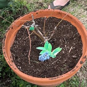 Photo of the plant species Blueray Blueberry by @SoulfulDodder21 named Denali on Greg, the plant care app