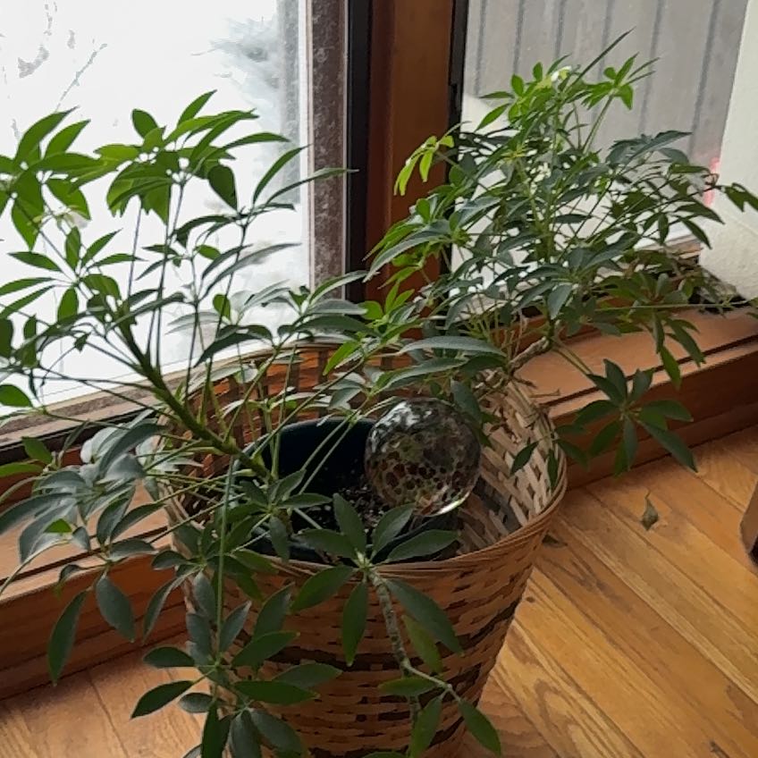 Photo of the plant species Schefflera by @MiracleKale named Cheffie on Greg, the plant care app