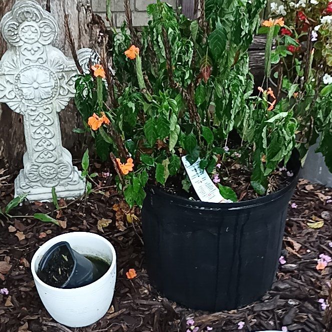 Photo of the plant species Firecracker Flower by @FabFlatpea30 named Peter Parker on Greg, the plant care app