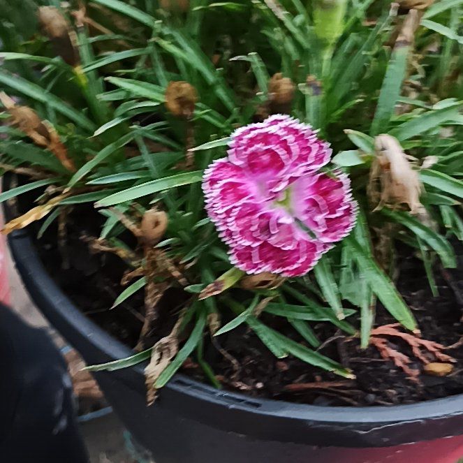 Photo of the plant species Border Carnation by @FabFlatpea30 named Nithin on Greg, the plant care app