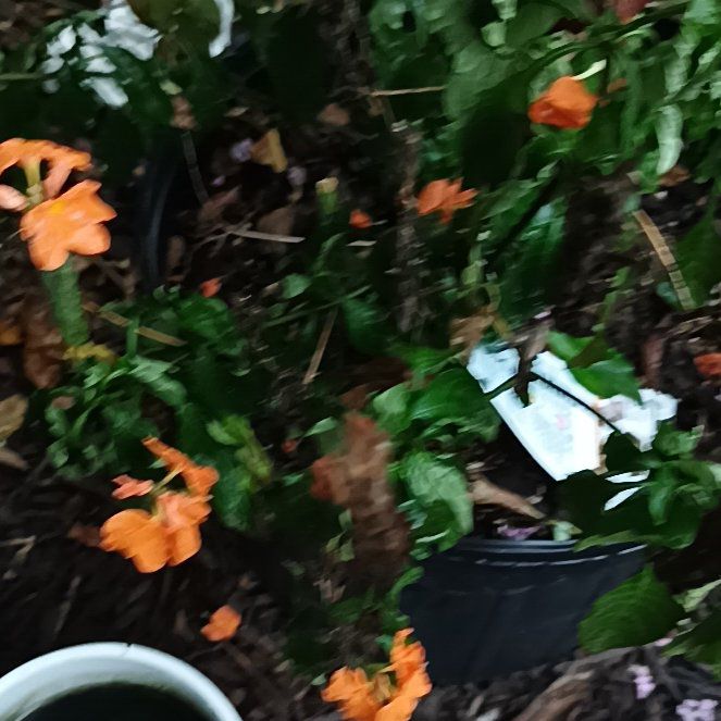 Photo of the plant species Firecracker Flower by @FabFlatpea30 named Michelle Branch on Greg, the plant care app