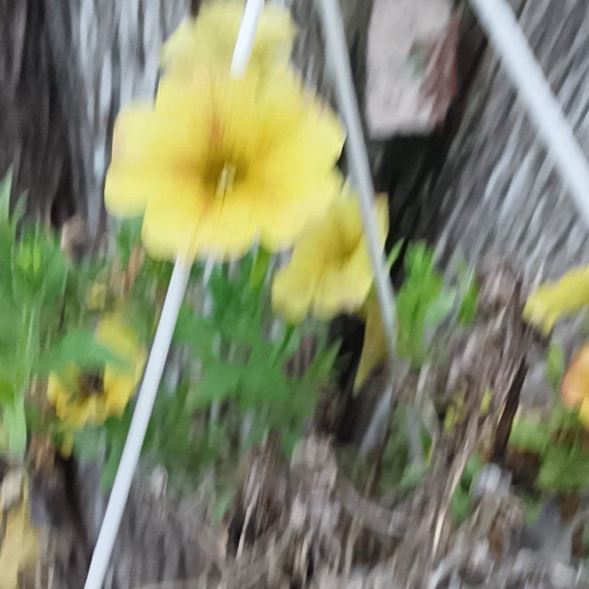 Photo of the plant species Oxalis Pes-Caprae by @FabFlatpea30 named Bella on Greg, the plant care app