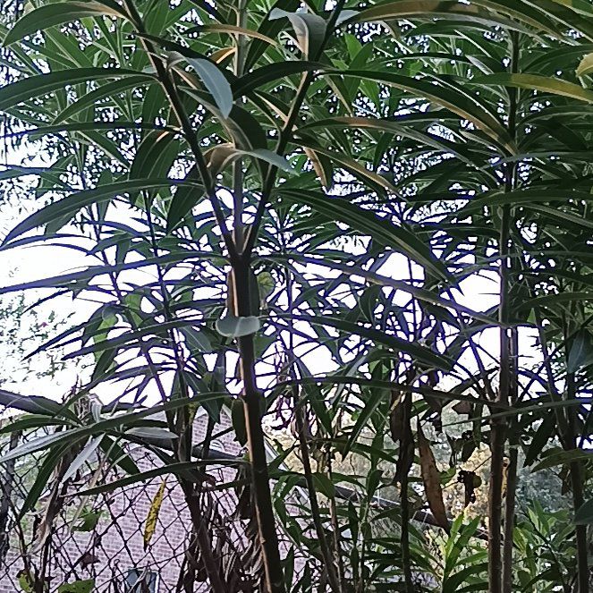 Photo of the plant species Oleander by @FabFlatpea30 named Shakira on Greg, the plant care app