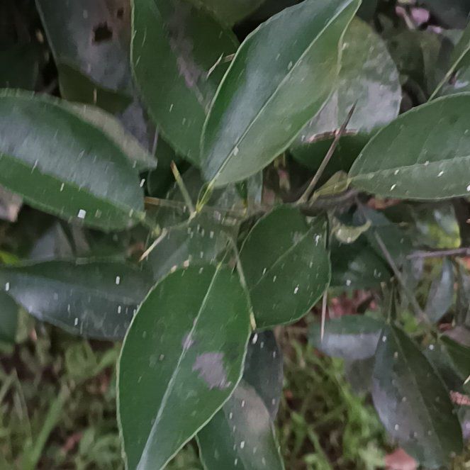 Photo of the plant species Glossy Privet by @FabFlatpea30 named Messi on Greg, the plant care app
