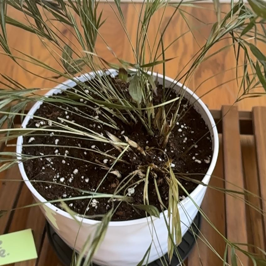Photo of the plant species Drooping Brome by @OverseerIvy74 named Marley on Greg, the plant care app