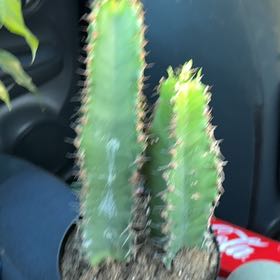 Photo of the plant species Chocolate Drop Cactus by @FunBacopa25 named Elle on Greg, the plant care app