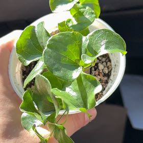 Photo of the plant species Elephant's Foot by @ClementCatnip98 named Aria on Greg, the plant care app