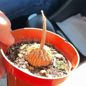 Photo of the plant species Gonolobus cyclophyllus by @ClementCatnip98 named Willow on Greg, the plant care app