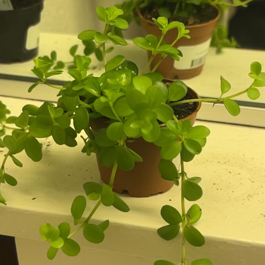 Photo of the plant species Peperomia deppeana by @JazzyIvy62 named Nemo on Greg, the plant care app