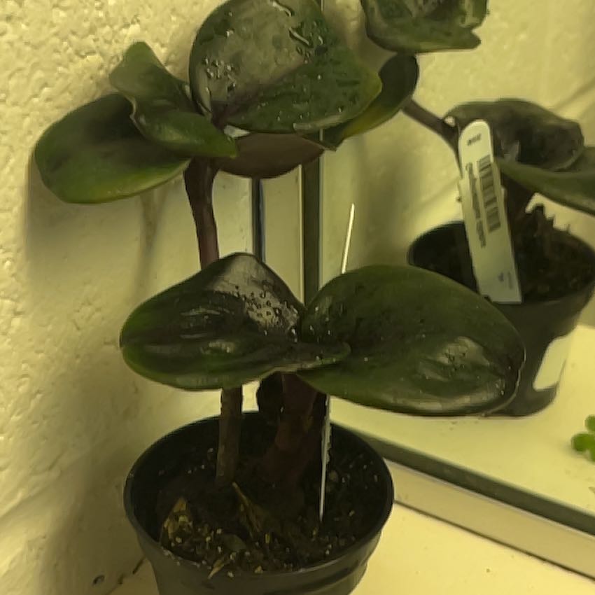 Photo of the plant species Geogenanthus ciliatus by @JazzyIvy62 named Aristotle on Greg, the plant care app