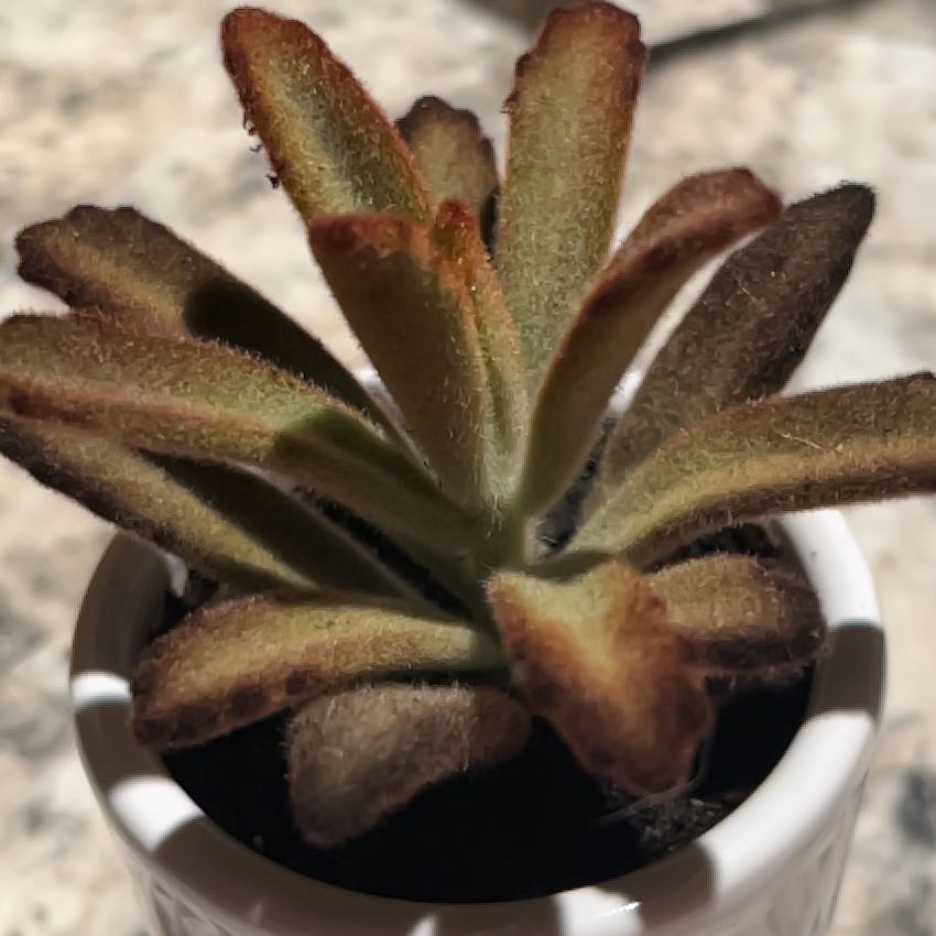 Photo of the plant species Teddy Bear by @BuffPhlox60 named Plato on Greg, the plant care app