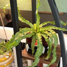Photo of the plant species Hurricane Fern by @FunAnise71 named Marley on Greg, the plant care app