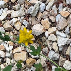 Photo of the plant species Alfalfa by @JampackedChia77 named Aristotle on Greg, the plant care app