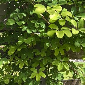 Photo of the plant species Chocolate Vine by @JampackedChia77 named Bella on Greg, the plant care app