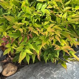 Photo of the plant species Sacred Bamboo by @JampackedChia77 named Shakira on Greg, the plant care app