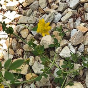 Photo of the plant species Alfalfa by @JampackedChia77 named Xena on Greg, the plant care app