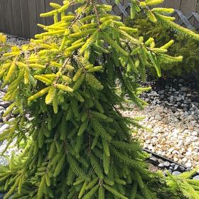 Photo of the plant species Norway Spruce by @JampackedChia77 named Bigleef Smalls on Greg, the plant care app
