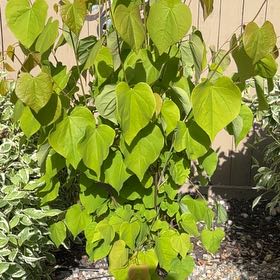 Photo of the plant species Eastern Redbud by @JampackedChia77 named Ronaldo on Greg, the plant care app