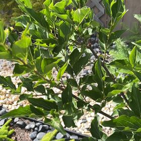 Photo of the plant species Common Gardenia by @JampackedChia77 named Kendall on Greg, the plant care app