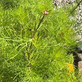 Photo of the plant species Garden Cosmos by @JampackedChia77 named Mando on Greg, the plant care app