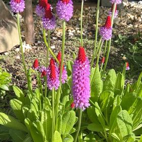 Photo of the plant species Red Hot Poker by @JampackedChia77 named Eva on Greg, the plant care app