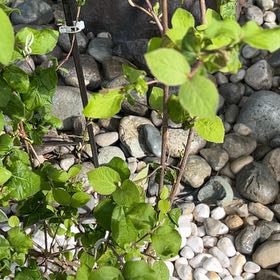Photo of the plant species Japanese Honeysuckle by @JampackedChia77 named Treeyoncé on Greg, the plant care app