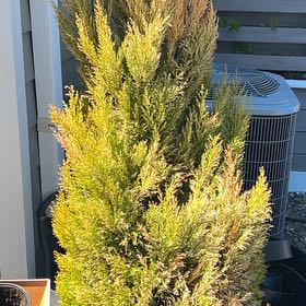 Photo of the plant species Japanese Cedar by @JampackedChia77 named Rainier on Greg, the plant care app