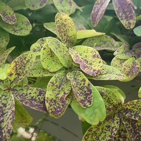 Photo of the plant species Chocolate Vine by @JampackedChia77 named Leonardo on Greg, the plant care app