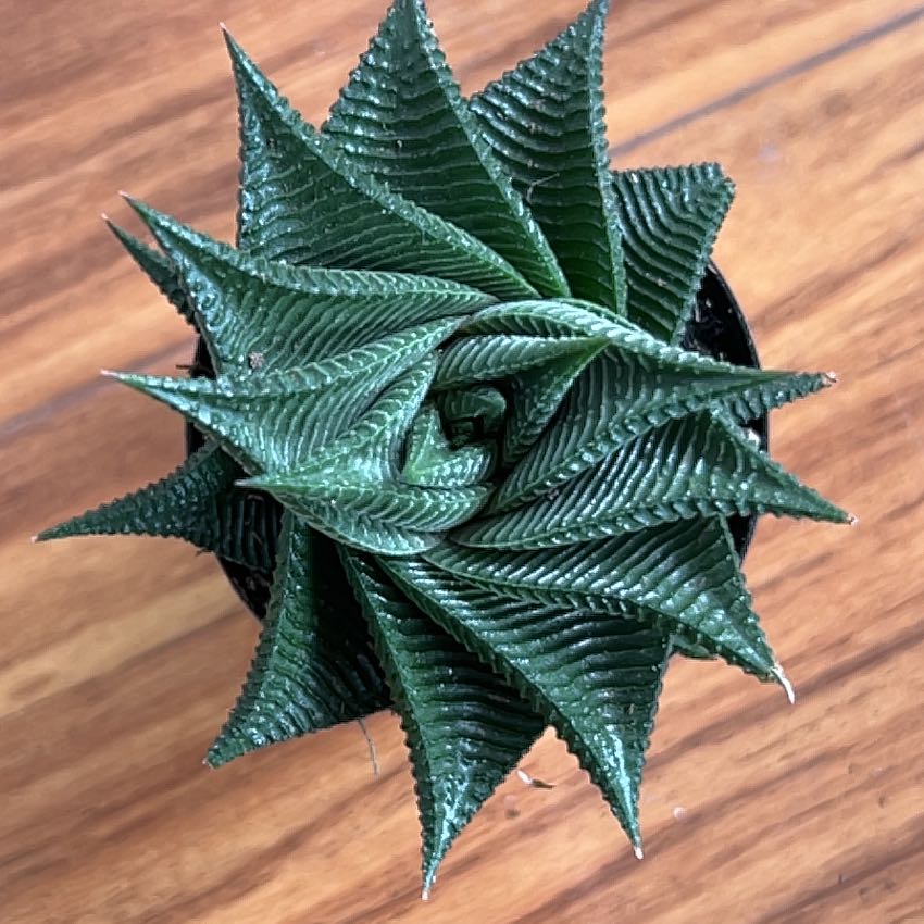 Photo of the plant species haworthia by @RealLovage67 named Apollo on Greg, the plant care app