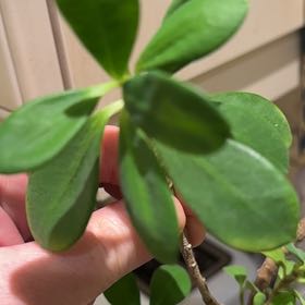 Photo of the plant species Ceylon Spinach by @MeekBonsi63 named Gates on Greg, the plant care app