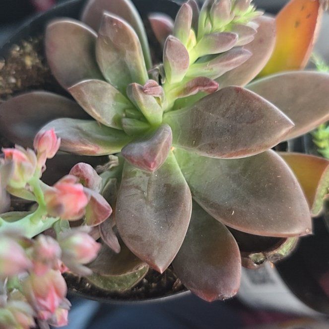 Photo of the plant species Echeveria 'Red Licorice' by @BraveCalathea52 named Oscar on Greg, the plant care app