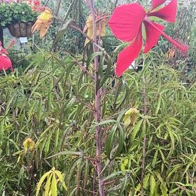 Photo of the plant species Scarlet Hibiscus by @faithsplants02 named Nithin on Greg, the plant care app