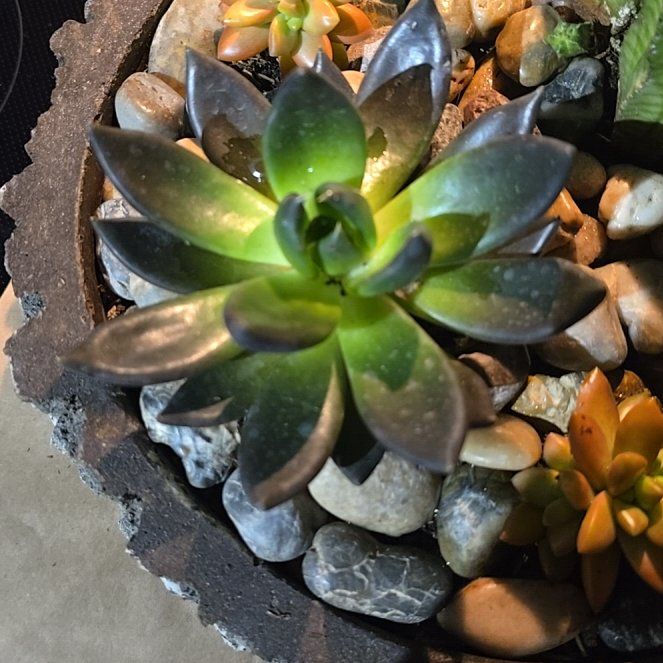 Photo of the plant species Black Knight by @GuruChaya41 named Knight on Greg, the plant care app