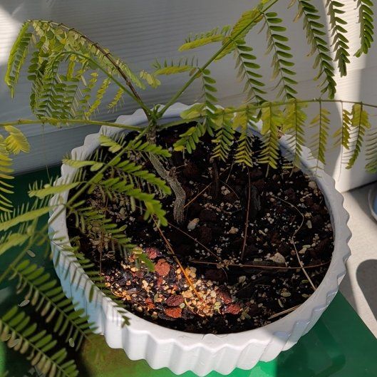 Photo of the plant species Flame Tree by @TopSeaoxeye51 named Naomi on Greg, the plant care app