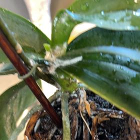 Photo of the plant species American Pondweed by @ProudOxlip3 named Elle on Greg, the plant care app