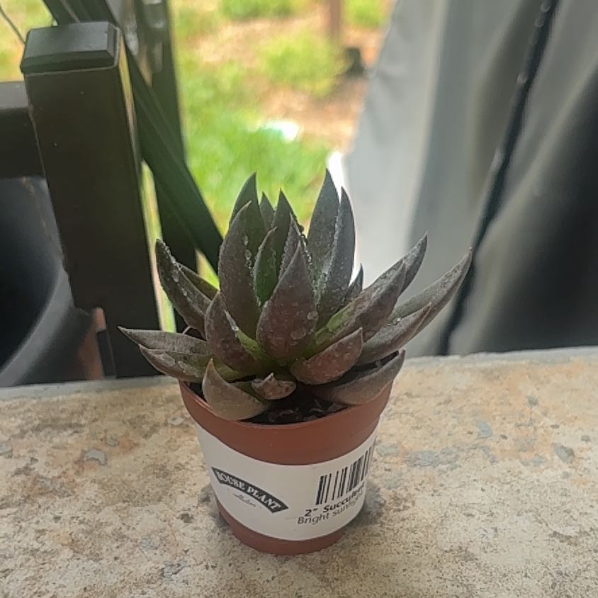 Photo of the plant species Black Knight by @ZappySilkyoak94 named Megumi on Greg, the plant care app