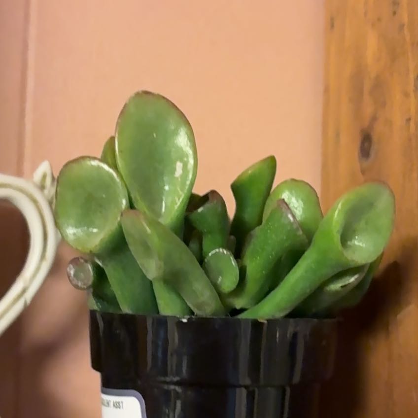 Photo of the plant species Ogre Ears by @WingedBeans19 named Athena on Greg, the plant care app