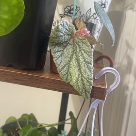Photo of the plant species Begonia 'Don Miller' by @ChampTearose59 named Bella on Greg, the plant care app
