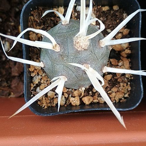 Photo of the plant species Turbinicarpus schmiedickeanus by @TopPignut94 named Taylor Swift on Greg, the plant care app